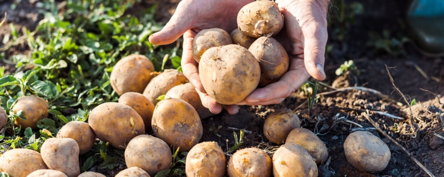 4 conseils essentiels pour la culture réussie des pommes de terre