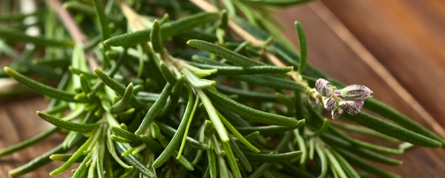 Comment cultiver des herbes aromatiques en intérieur cet hiver ?